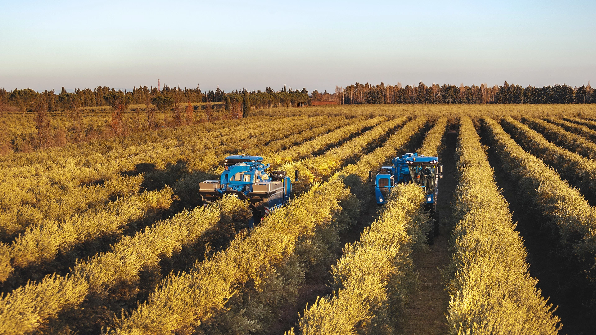 braud-10-90x-olive-grape-harvester-hero.webp